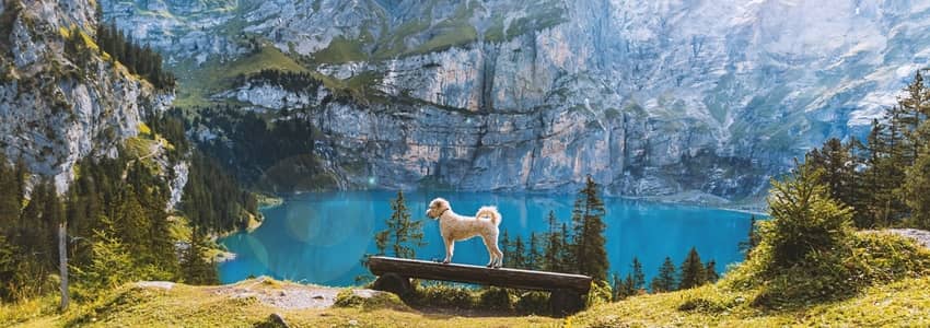 Traveling with Pets: Tips and Pet-Friendly Destinations
